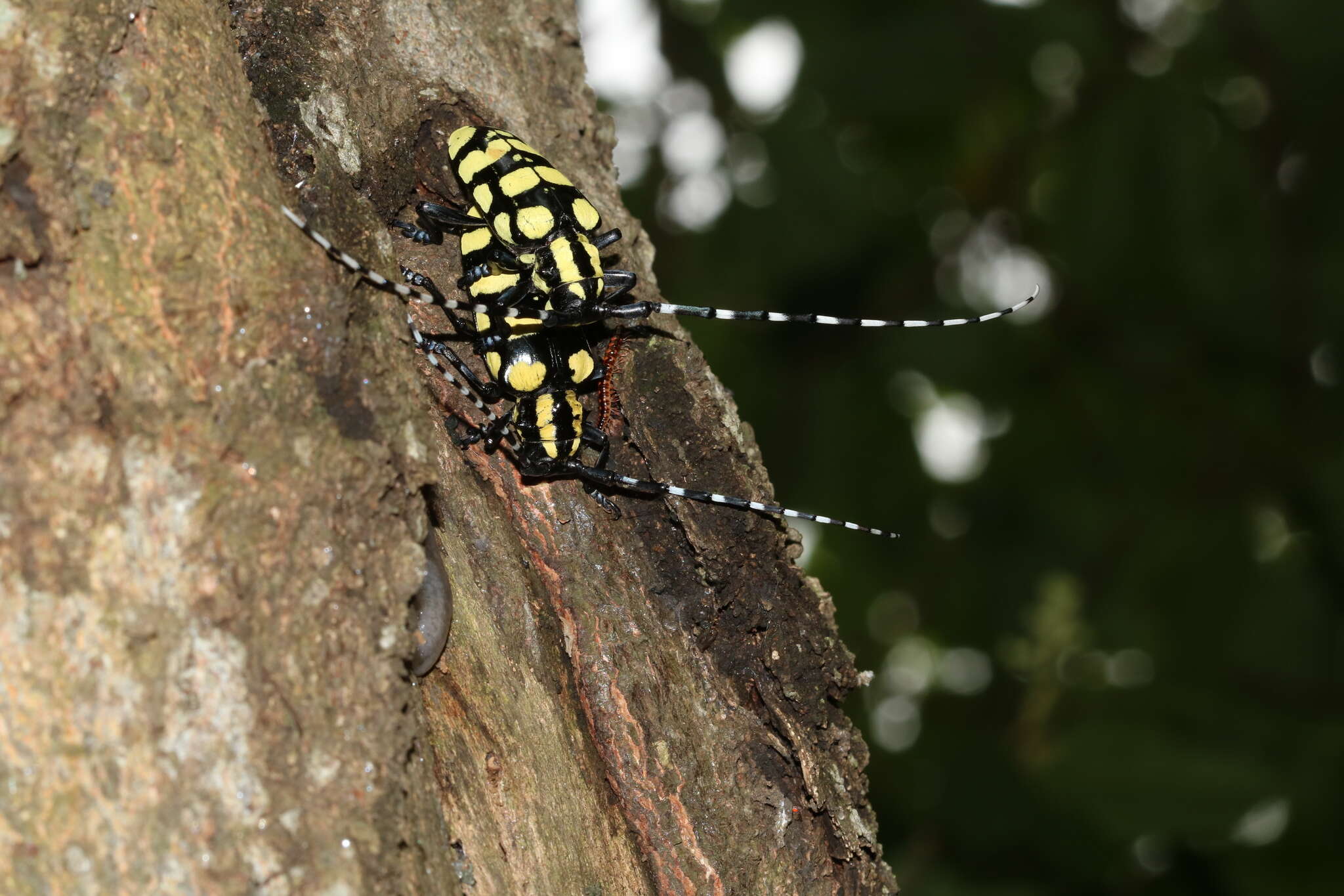 Image of Anoplophora horsfieldii (Hope 1843)