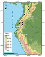 Synophis plectovertebralis Sheil & Grant 2001 resmi