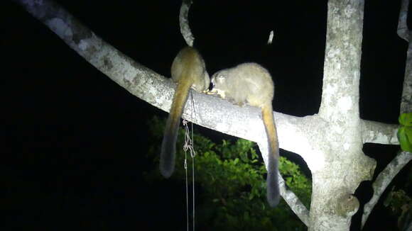 Image of Panamanian Night Monkey