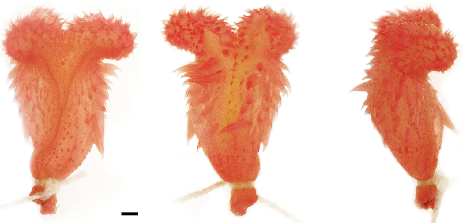 Synophis insulomontanus Torres-Carvajal, Echevarría, Venegas, Chávez & Camper 2015 resmi