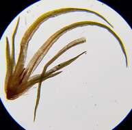 Image of orthodontium moss