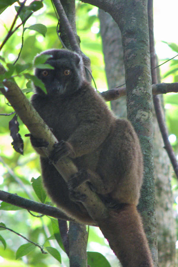 Image of White-fronted Brown Lemur