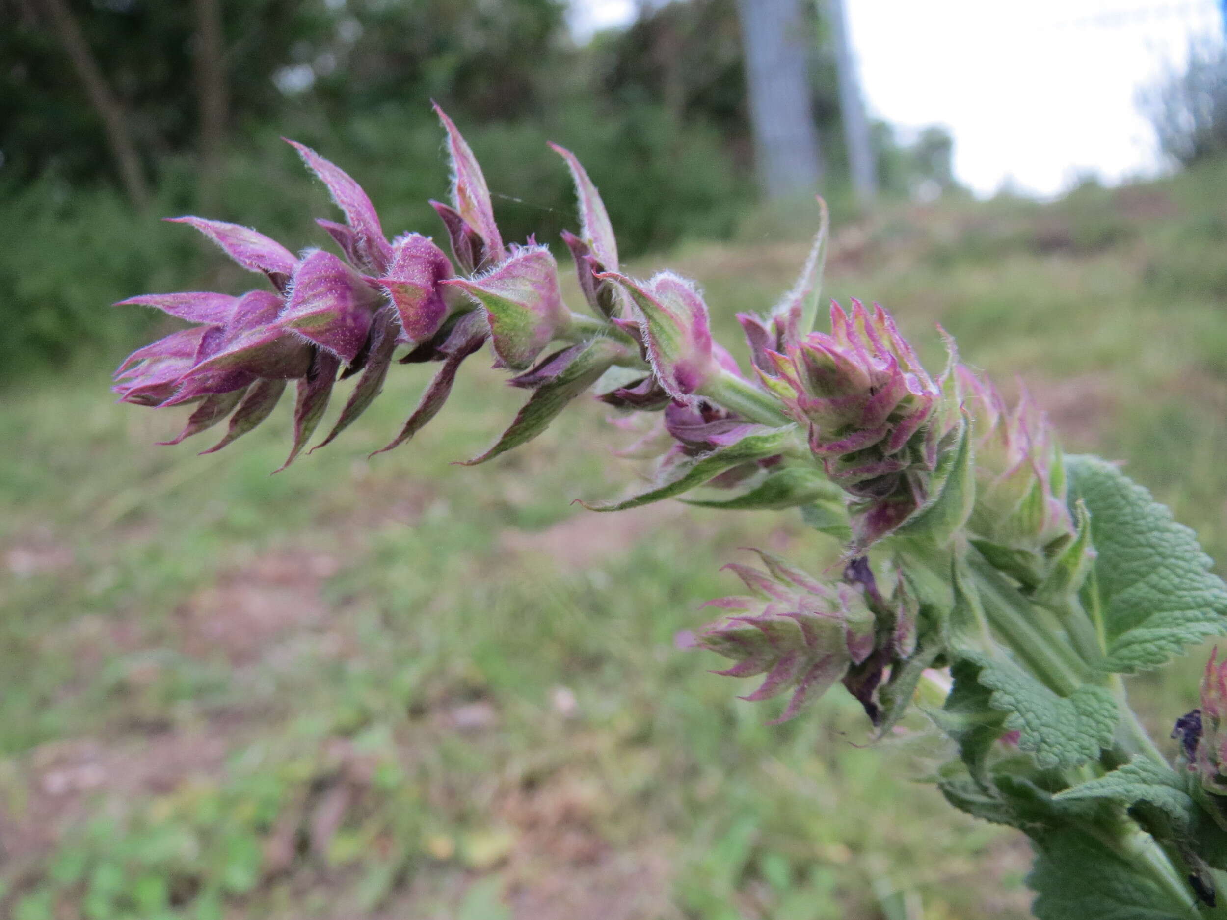 Imagem de Salvia nemorosa L.