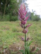 Imagem de Salvia nemorosa L.