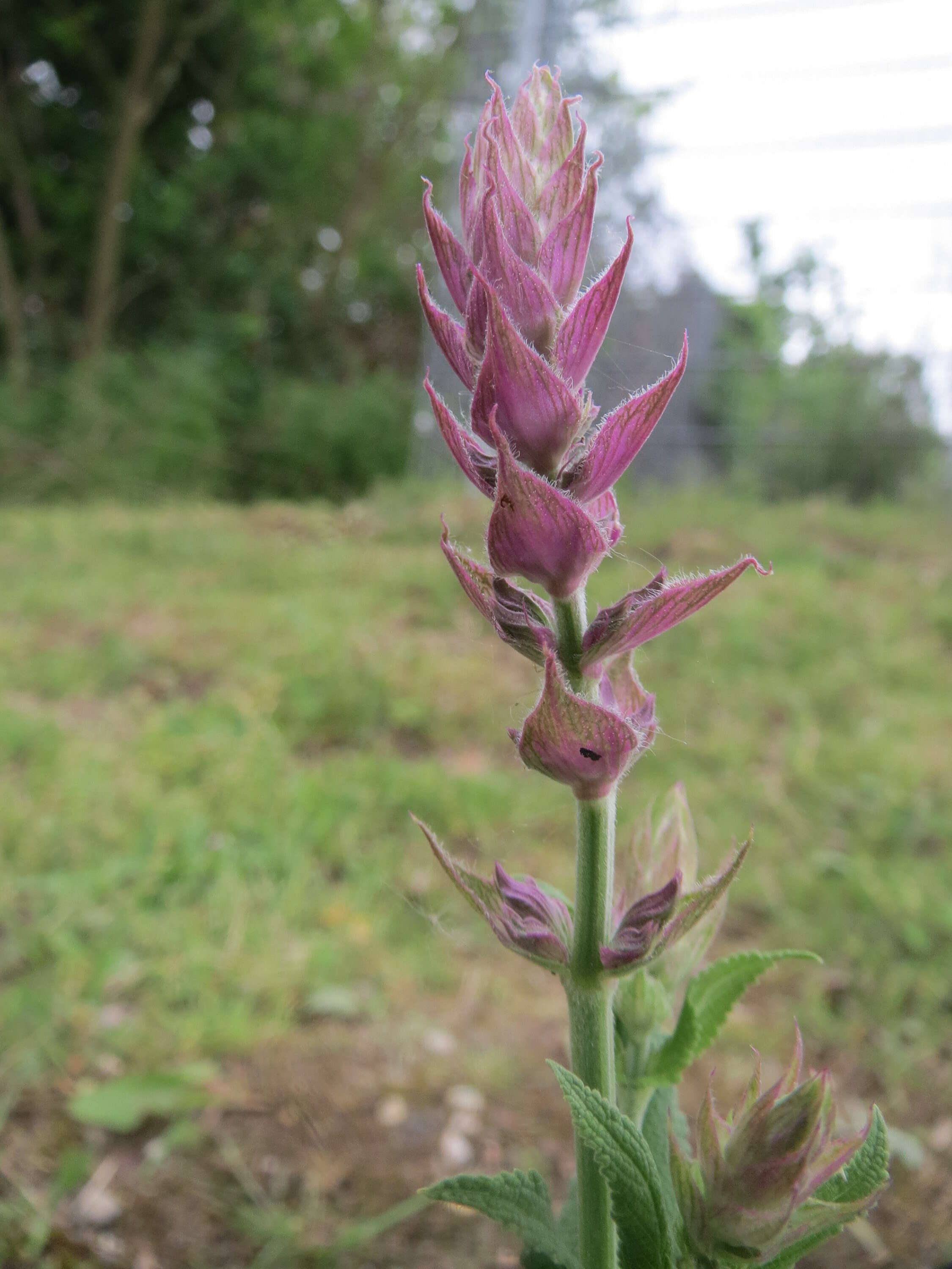 Imagem de Salvia nemorosa L.