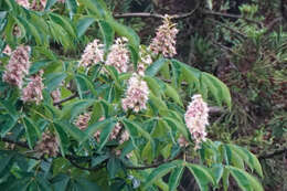 Image of Japanese Horse-chestnut