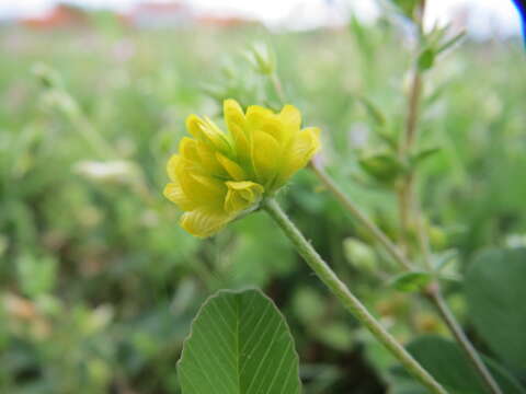 Image of field clover