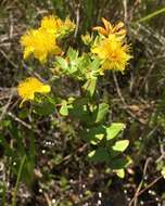 Image of Myrtle-Leaf St. John's-Wort