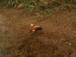 Image of Ruddy Shelduck