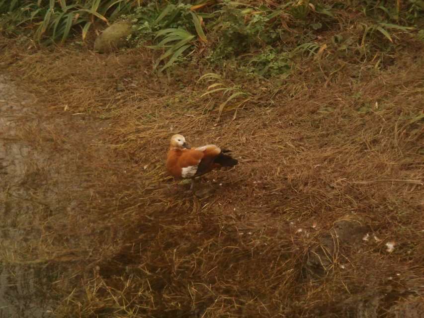 Image of Ruddy Shelduck