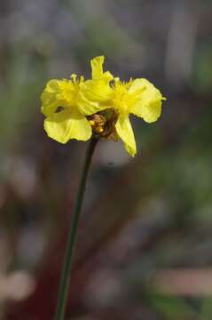 Image of Small's yelloweyed grass