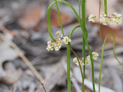 Imagem de Platysace pendula (Benth.) C. Norman