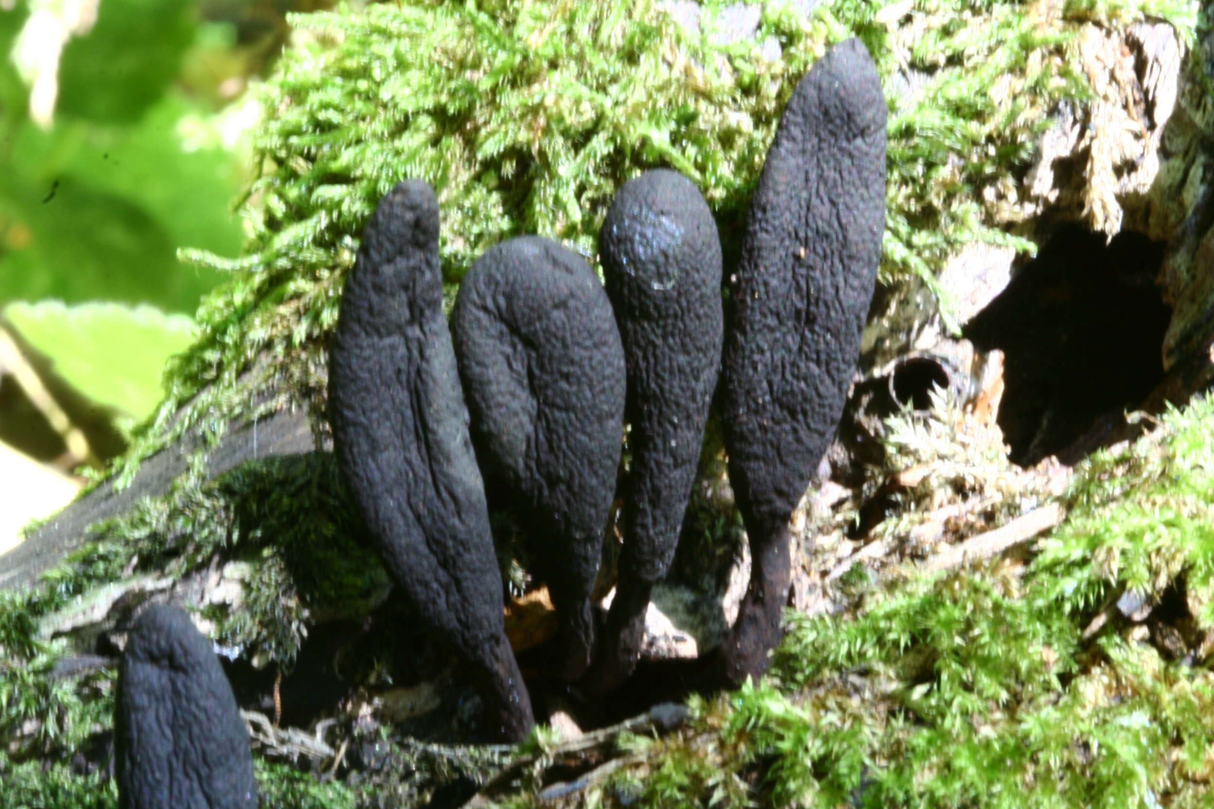 Image of Xylaria longipes Nitschke 1867