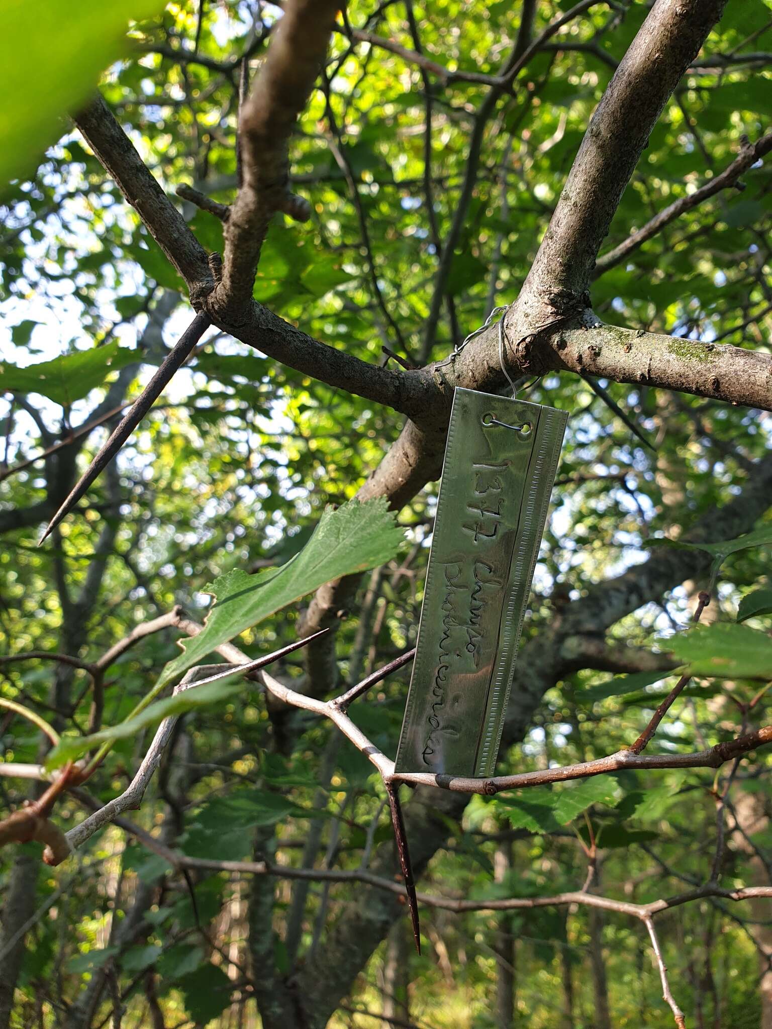 Слика од Crataegus chrysocarpa var. phoeniceoides J. B. Phipps & Sennikov