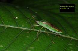 Image of Homoeocerus (Anacanthocoris) angulatus Westwood 1842