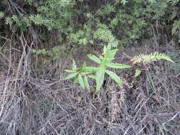 Image de Veronica salicifolia G. Forster