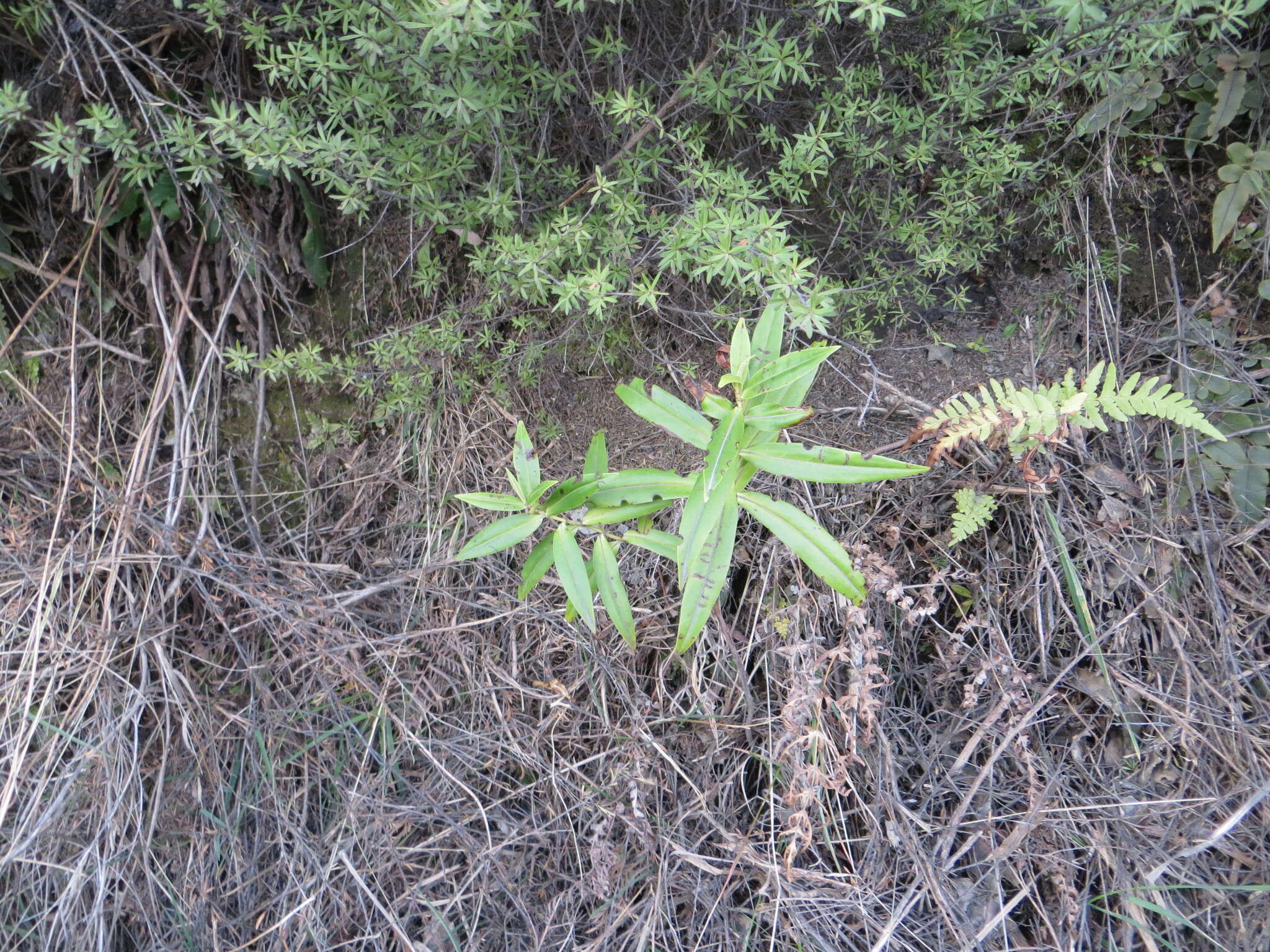 Image de Veronica salicifolia G. Forster