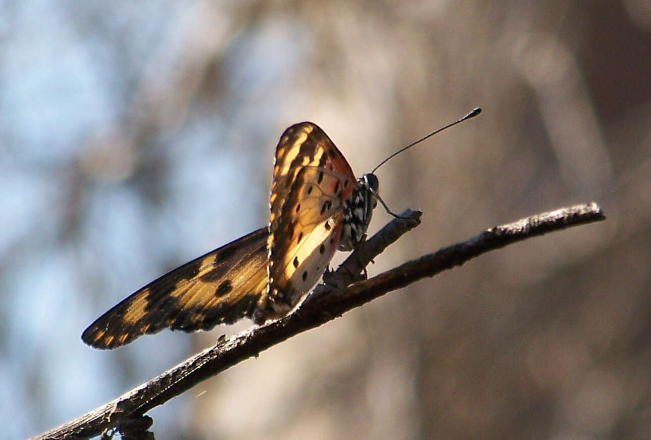 Image of Acraea turna Mabille 1877