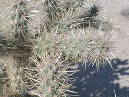 Image of Munz Cholla