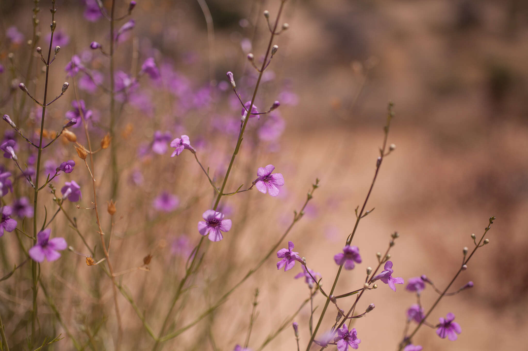 Penstemon thurberi Torr. resmi