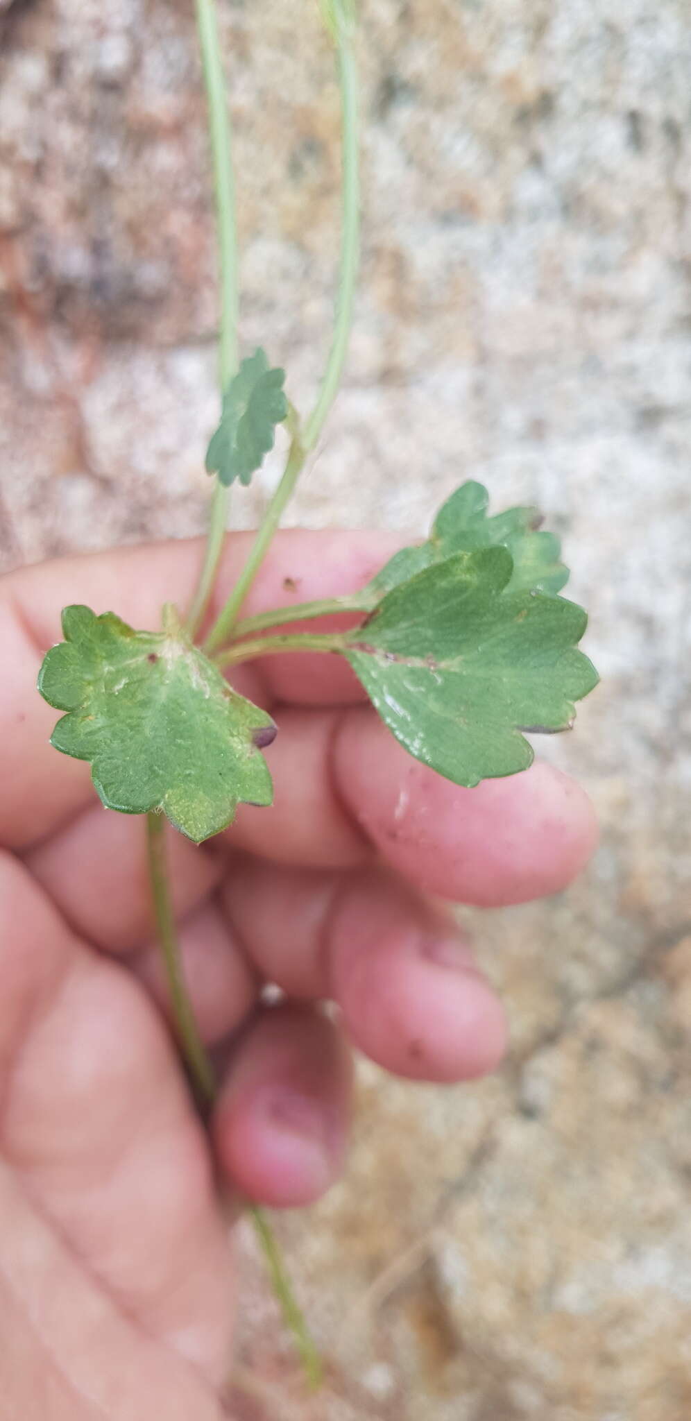 Image of Chrysanthellum pilzii J. L. Strother