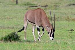 Image of Common Beisa Oryx