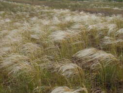 Imagem de Stipa pennata subsp. sabulosa (Pacz.) Tzvelev