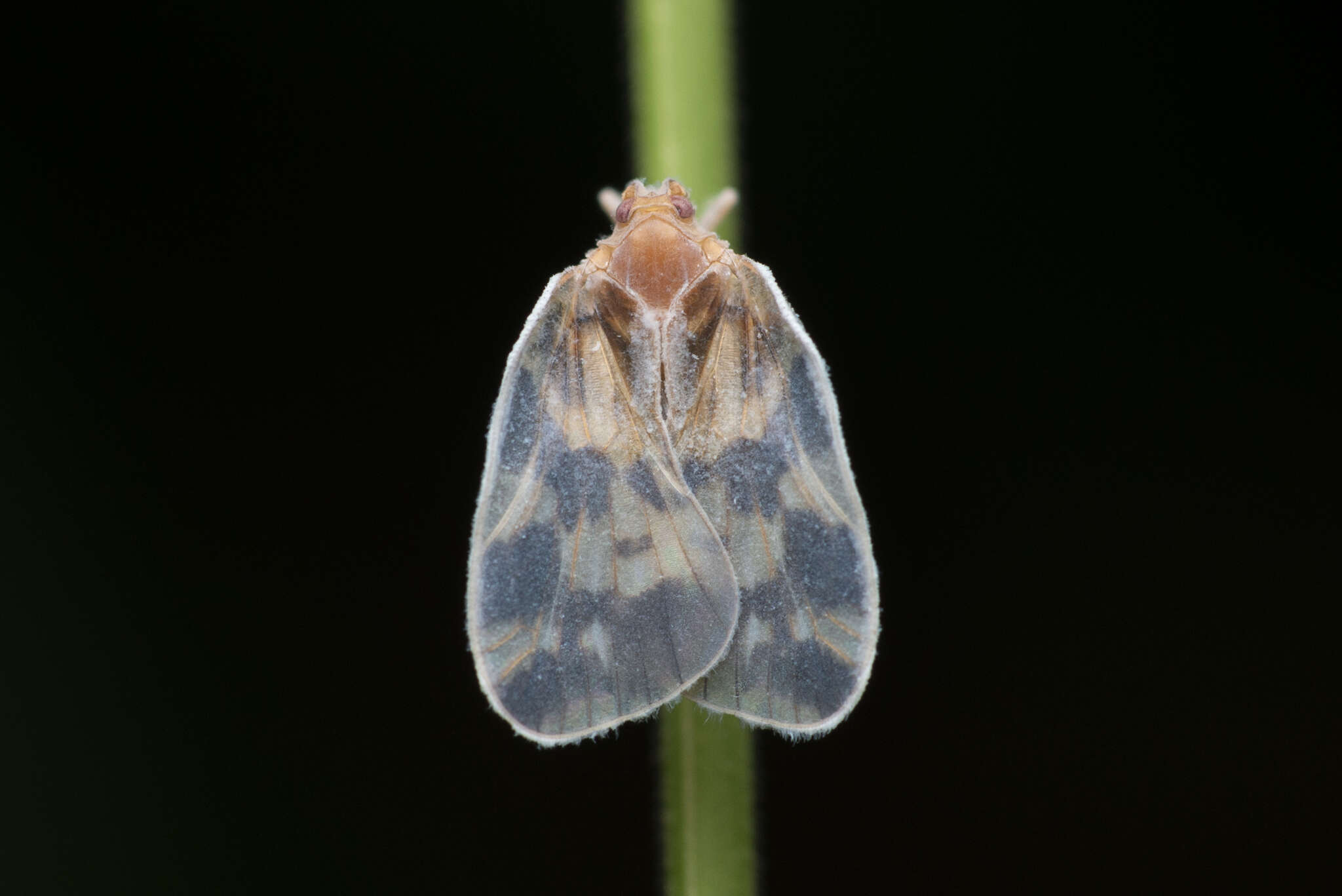 Image of Borysthenes emarginatus Fennah 1956