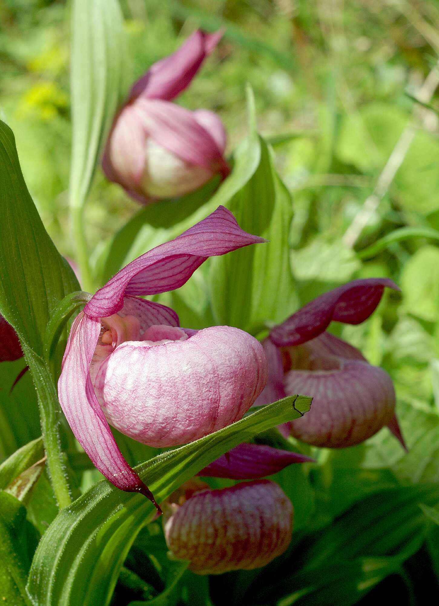 Image of Large-flowered Cypripedium