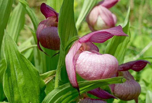 Image of Large-flowered Cypripedium