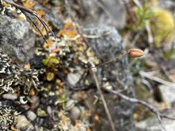 Image of Forstera bellidifolia Hook.