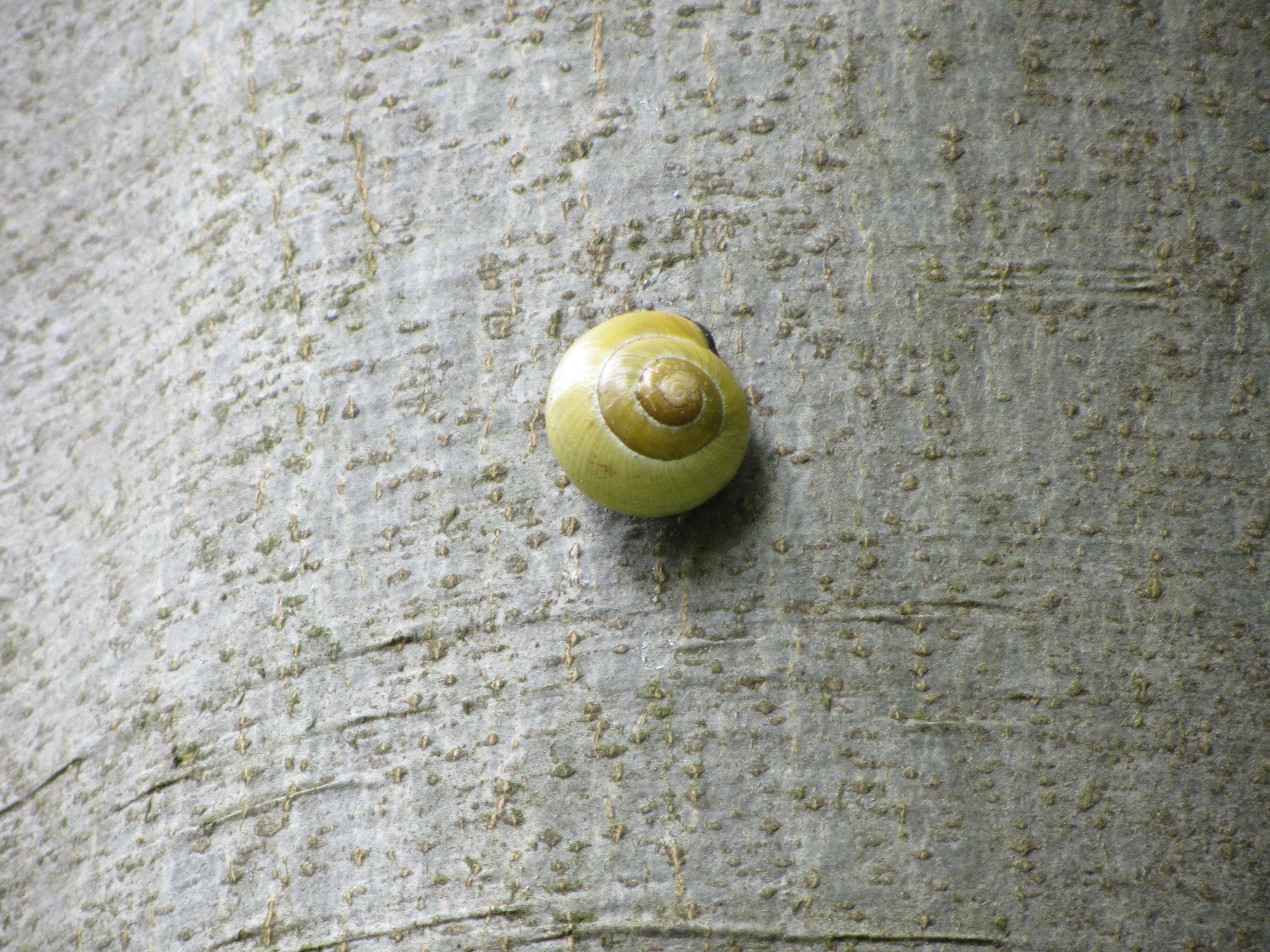 Image of Brown Lipped Snail