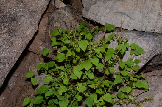 Acalypha pippenii McVaugh resmi