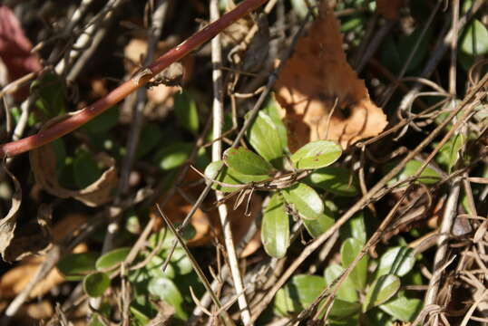 Image of bearberry