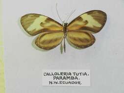 Imagem de Ceratinia tutia Hewitson 1852