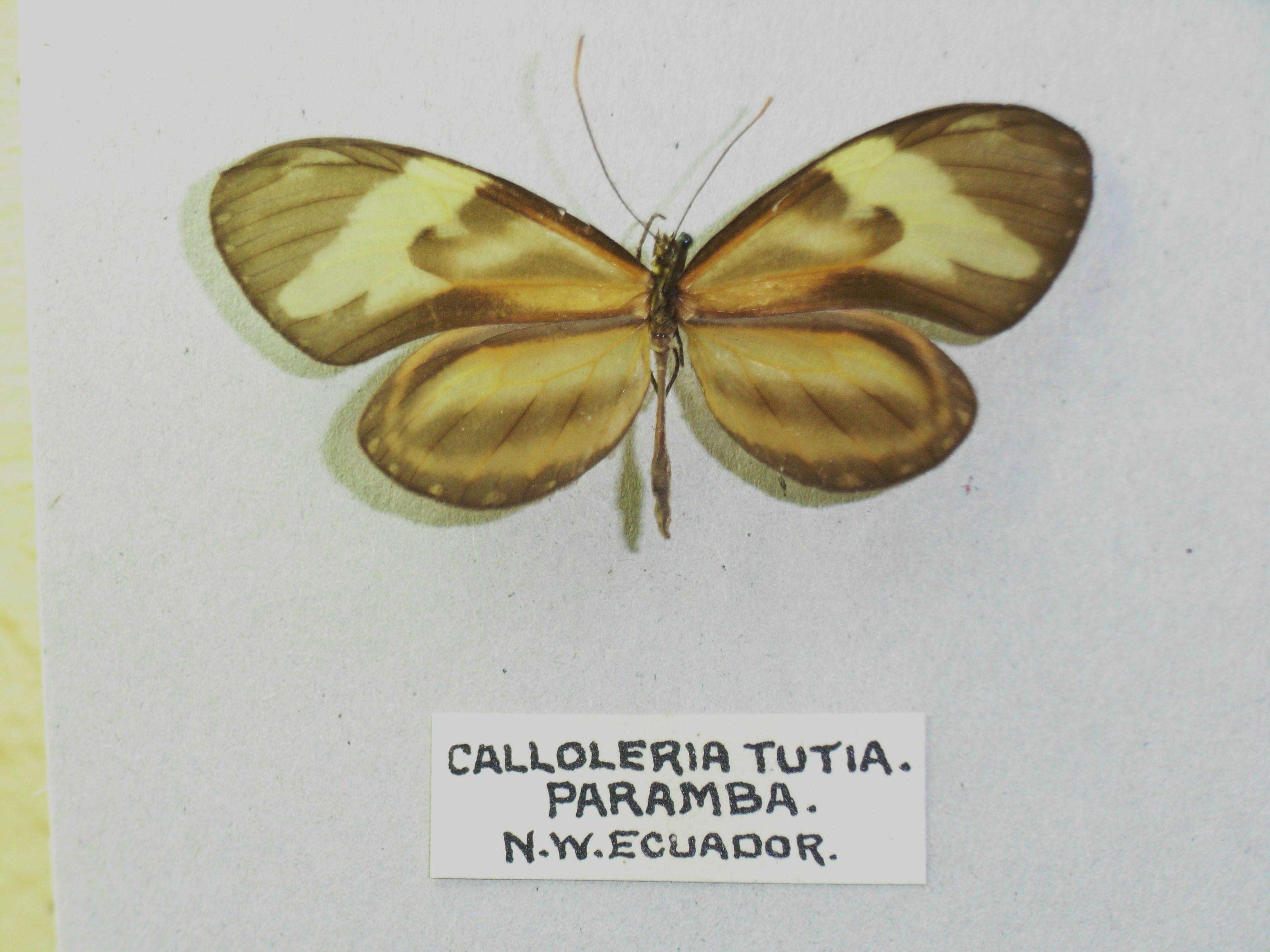 Imagem de Ceratinia tutia Hewitson 1852