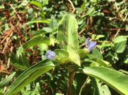 Слика од Commelina virginica L.