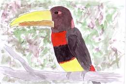 Image of Ivory-billed Aracari