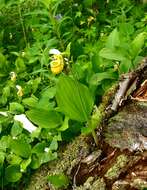 Image of Spotted lady slipper