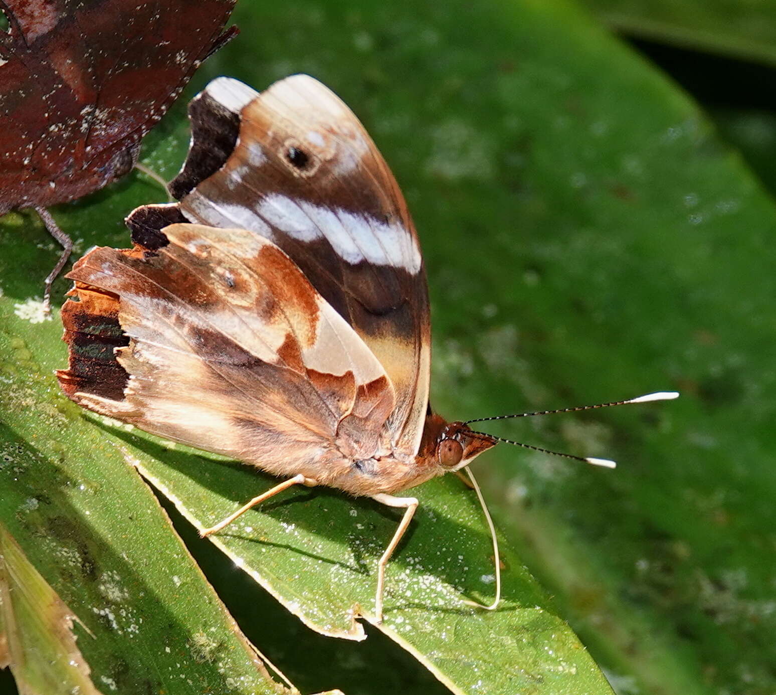 Image of Epiphile eriopis Hewitson 1857