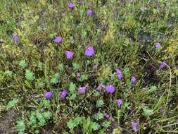 Image de Utricularia barkeri R. W. Jobson