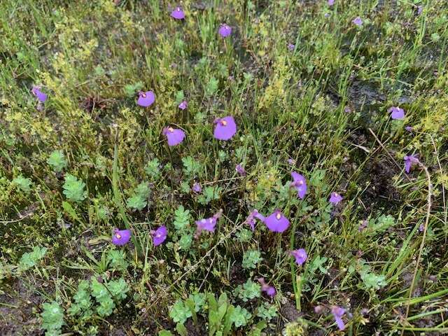 Image de Utricularia barkeri R. W. Jobson