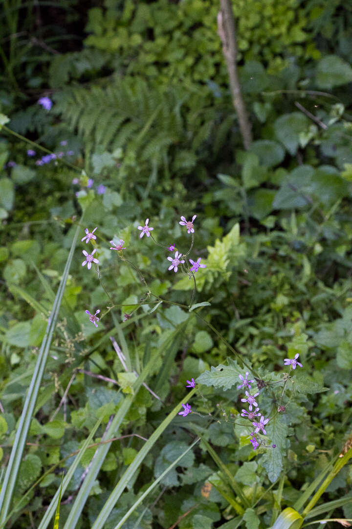 Image of Senecio poseideonis Hilliard & B. L. Burtt