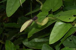 Plancia ëd Aristolochia pilosa Kunth