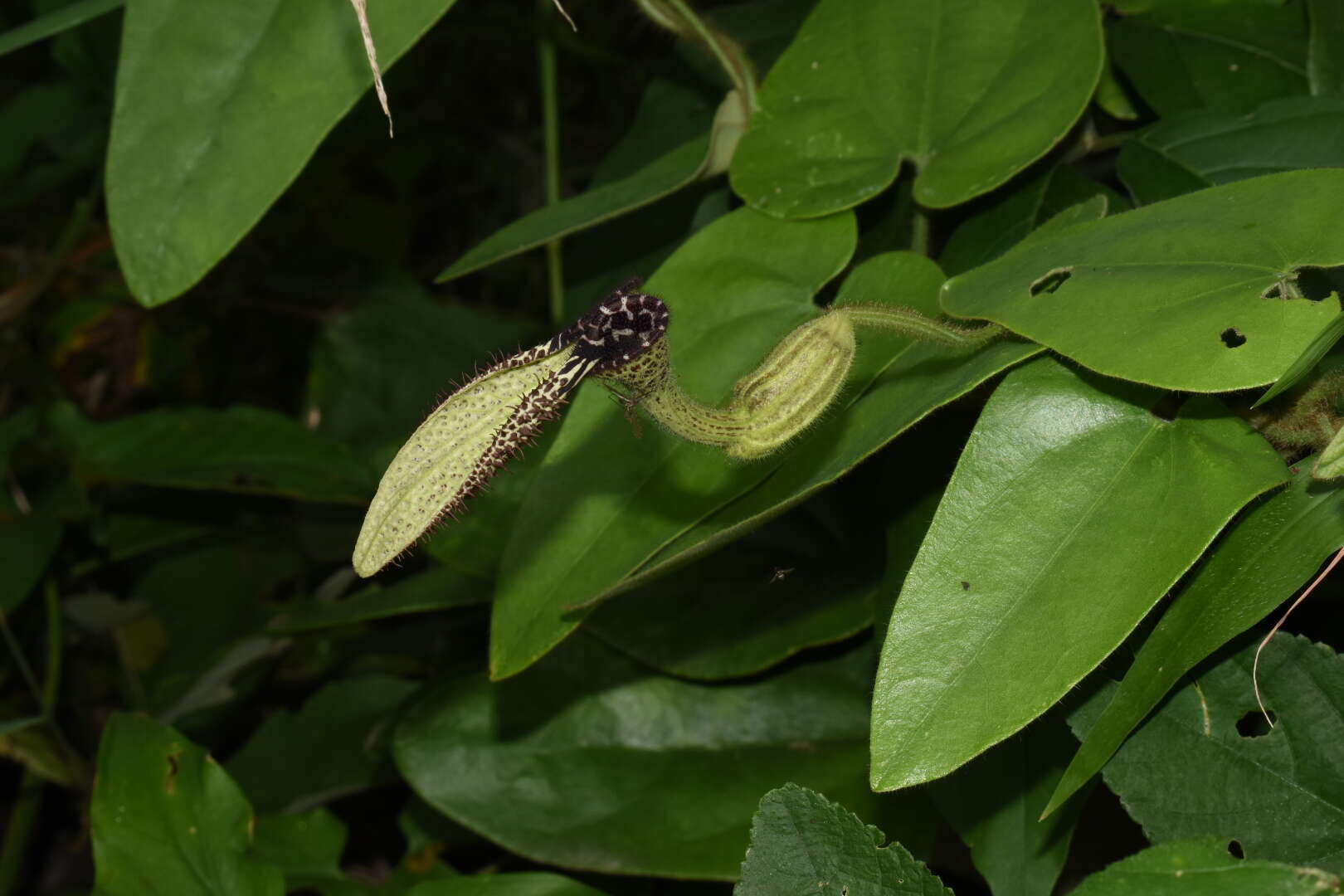 Image of Aristolochia pilosa Kunth