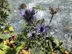 Imagem de Eryngium alpinum L.