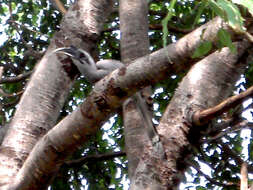 Image of Indian Grey Hornbill