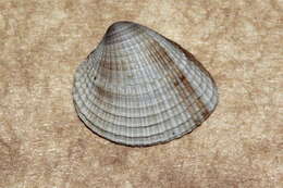 Image of Timoclea scabra (Hanley 1845)