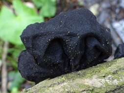 Image of Black Witches' Butter