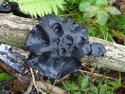 Image of Black Witches' Butter